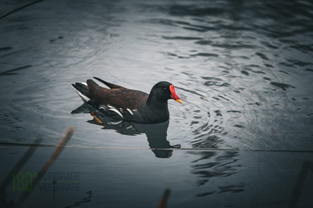 _DSF5524-Bearbeitet